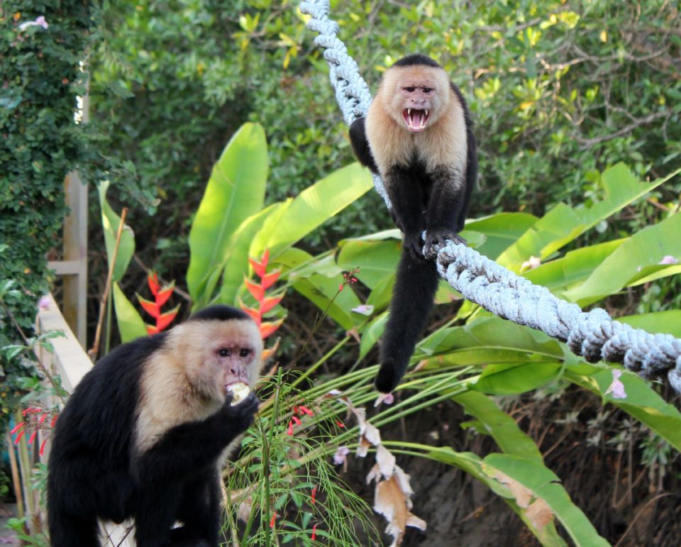 Capuchin monkeys (Photographed by me in Costa Rica - harder to catch here!)